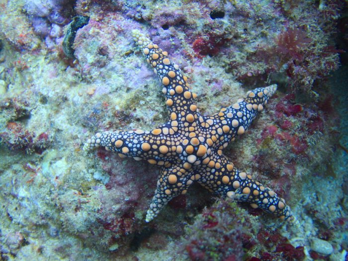 Étoile de mer
