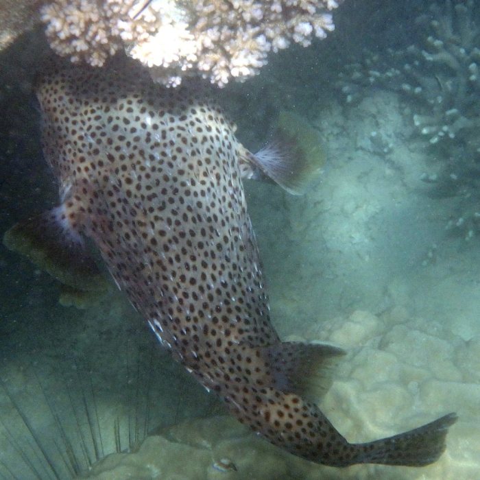 Diodon hystrix