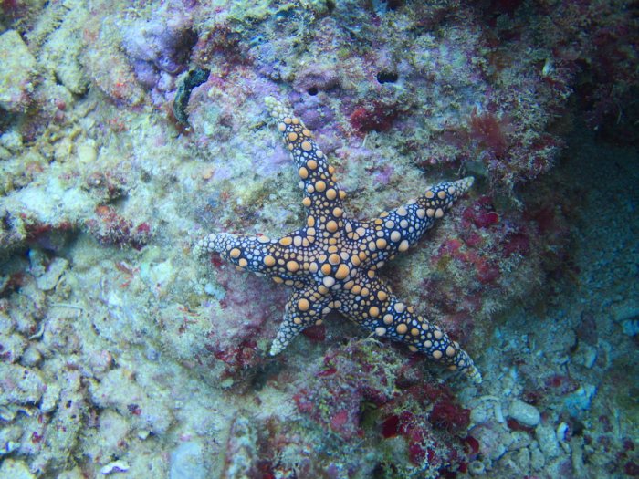 Étoile de mer