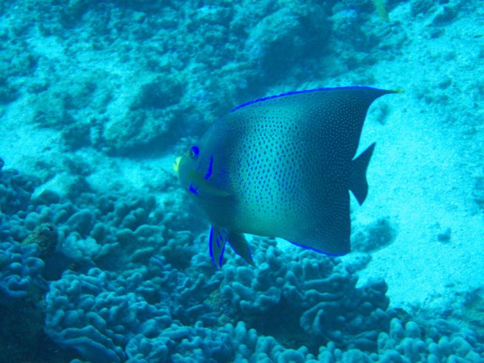 Pomacanthus semicirculatus