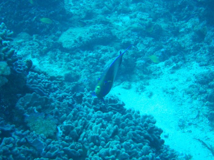 Pomacanthus semicirculatus