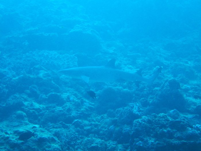 Requin à pointe blanche du lagon