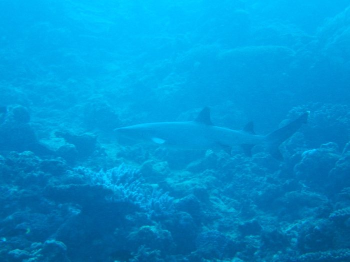 Requin à pointe blanche du lagon