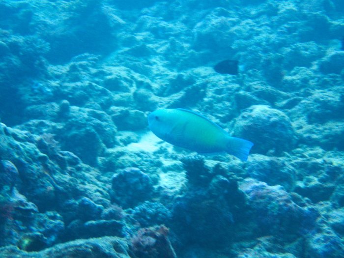 Poisson-perroquet