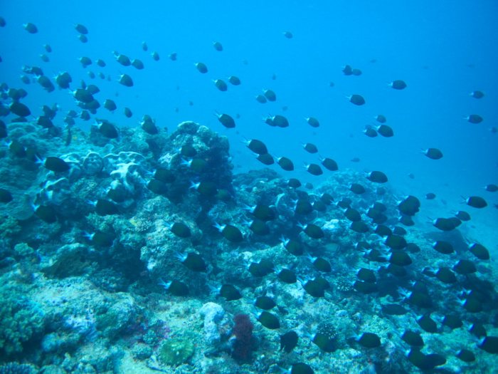 Chromis margaritifer