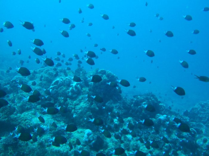 Chromis margaritifer