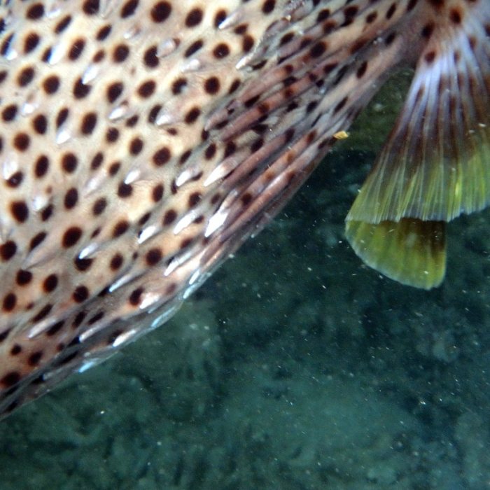 Diodon hystrix