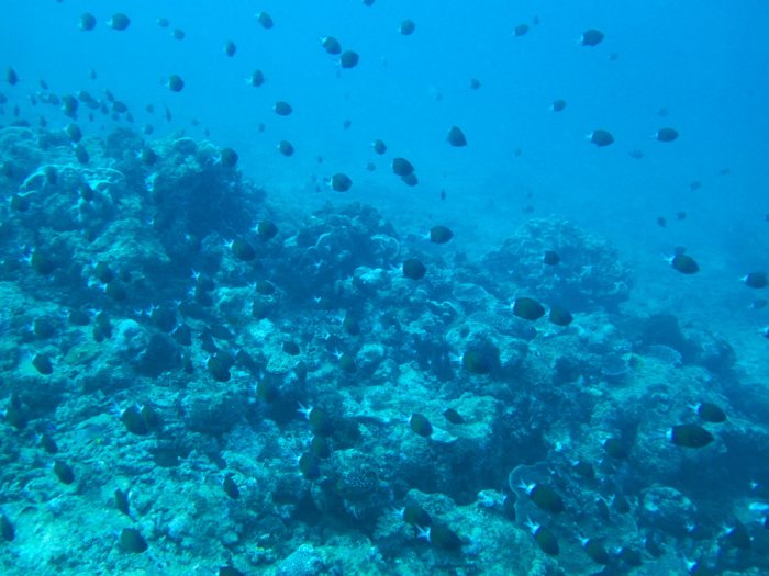 Chromis margaritifer
