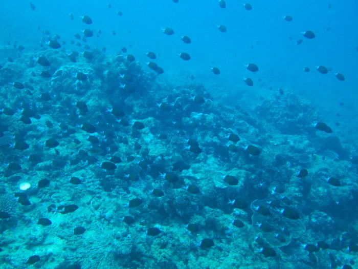 Chromis margaritifer