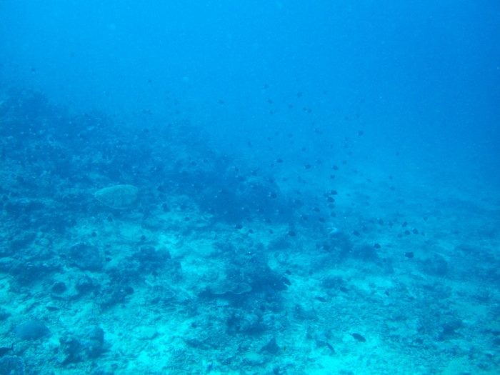 Chromis margaritifer