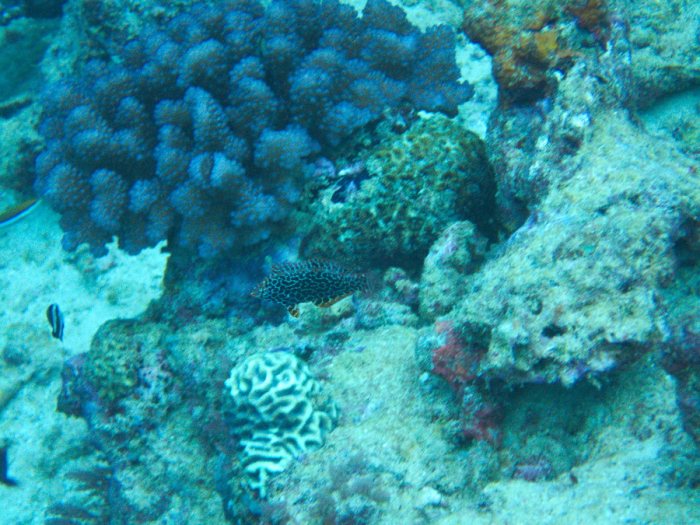 Macropharyngodon meleagris