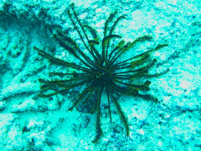 Crinoïde