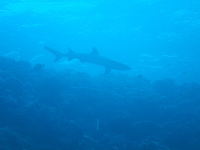 Requin à pointe blanche du lagon