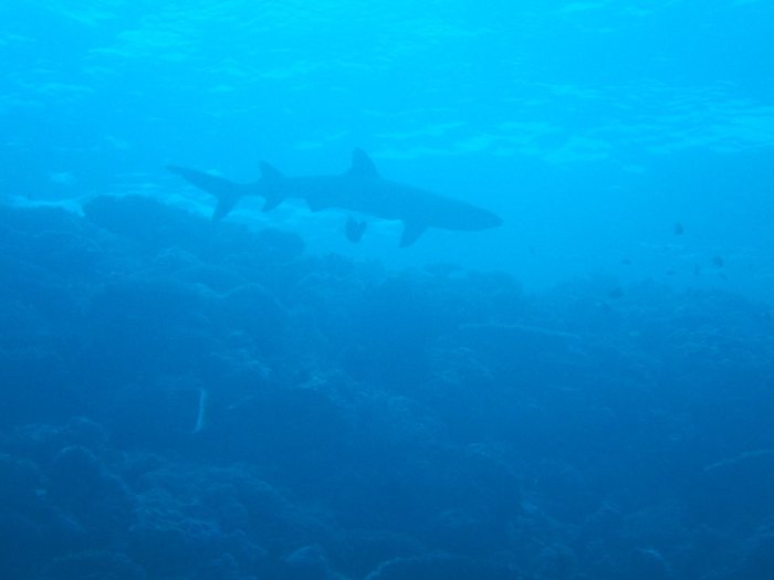 Requin à pointe blanche du lagon