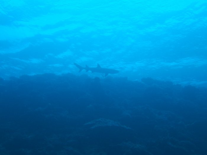 Requin à pointe blanche du lagon