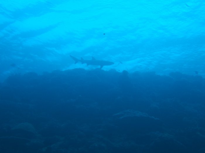 Requin à pointe blanche du lagon
