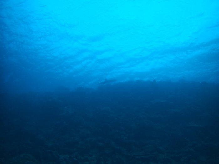 Requin à pointe blanche du lagon