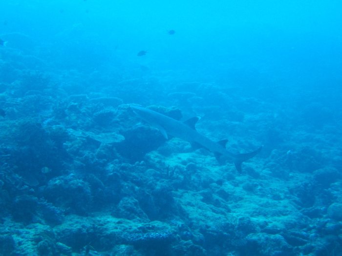 Requin à pointe blanche du lagon