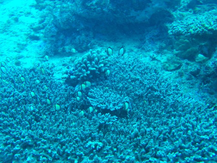 Dascyllus reticulatus