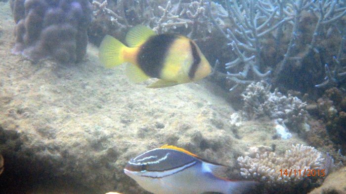 Diploprion bifasciatum