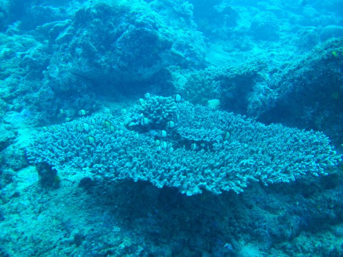 Dascyllus reticulatus