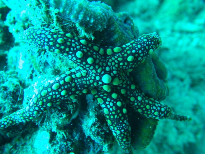 Étoile de mer