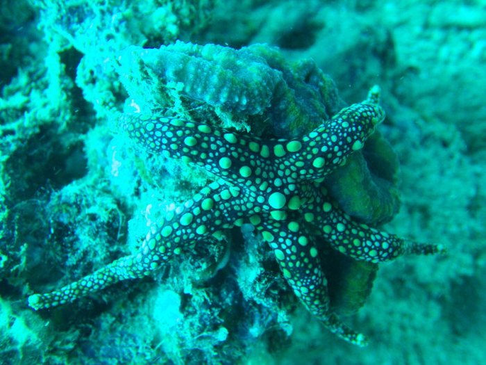 Étoile de mer