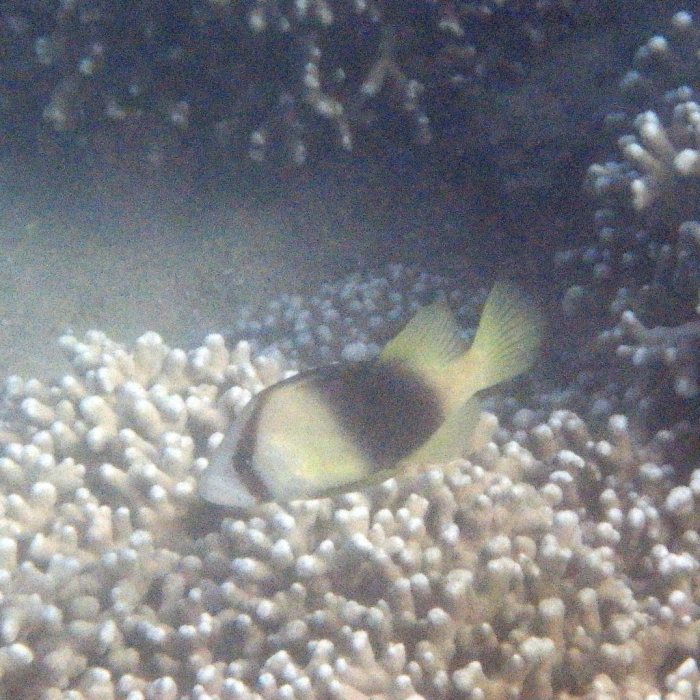 Diploprion bifasciatum