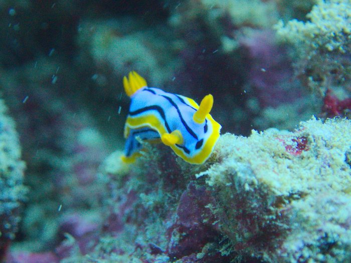 Chromodoris elisabethina