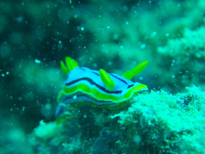 Chromodoris elisabethina