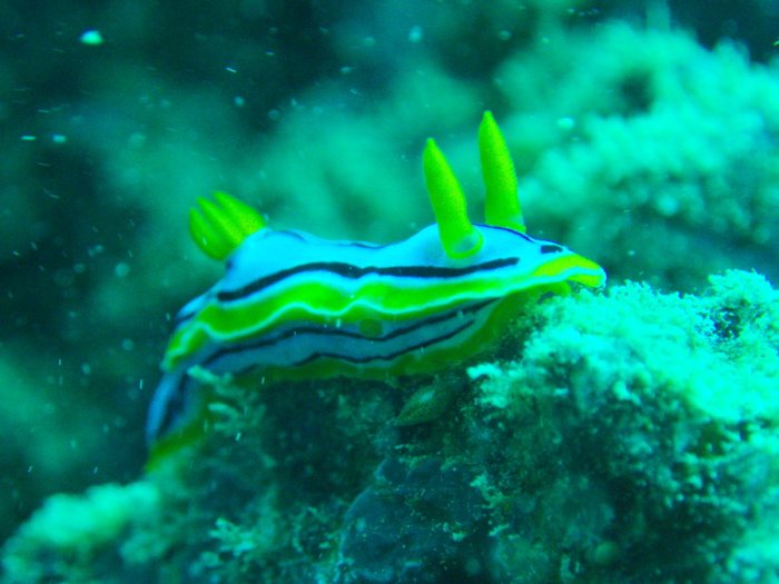 Chromodoris elisabethina