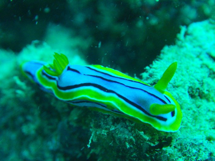 Chromodoris elisabethina