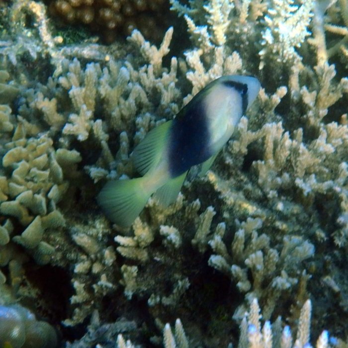 Diploprion bifasciatum