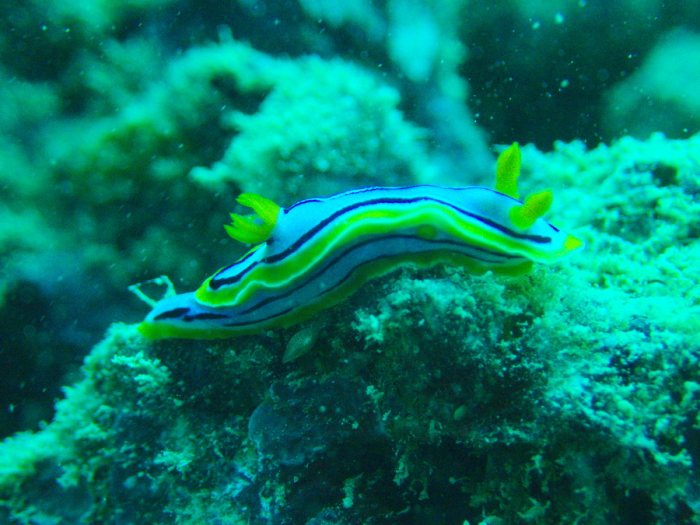 Chromodoris elisabethina
