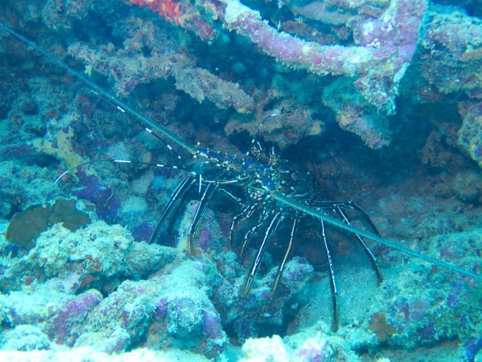 Langouste