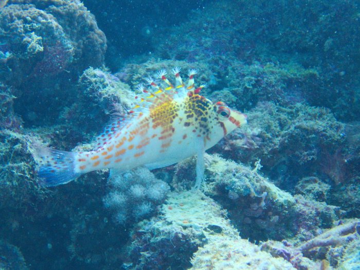 Cirrhitichthys falco