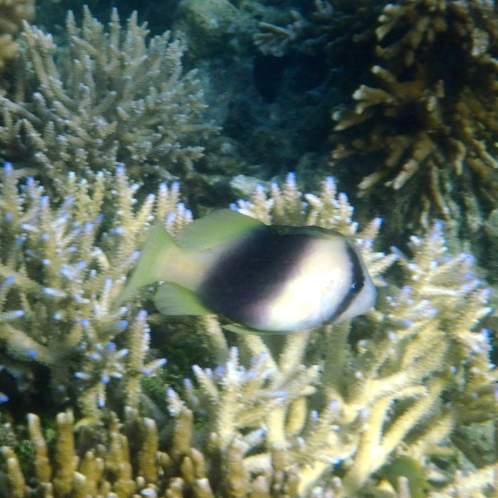 Diploprion bifasciatum