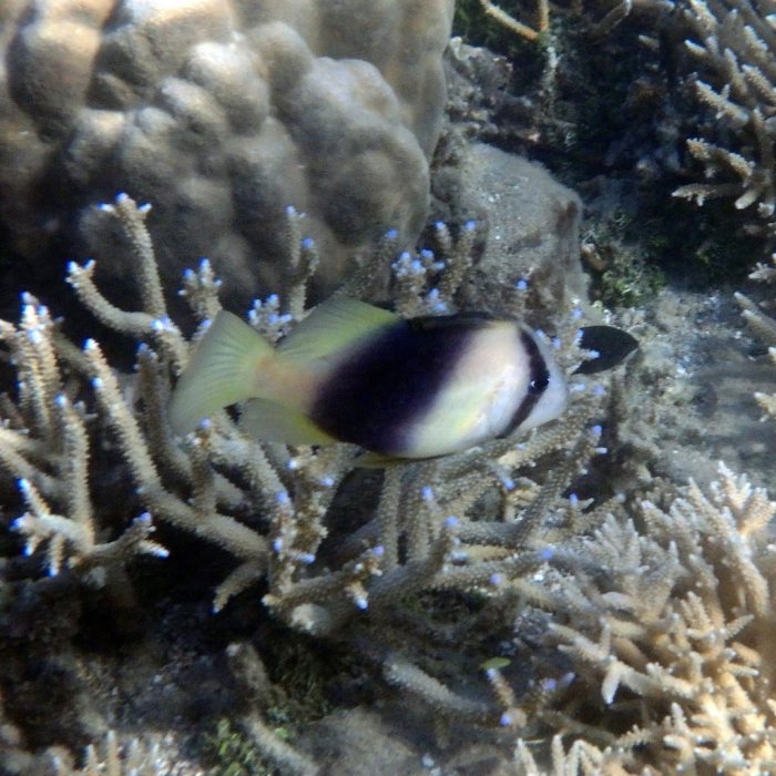 Diploprion bifasciatum