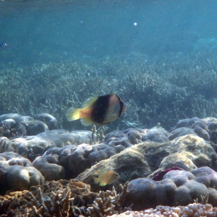 Diploprion bifasciatum