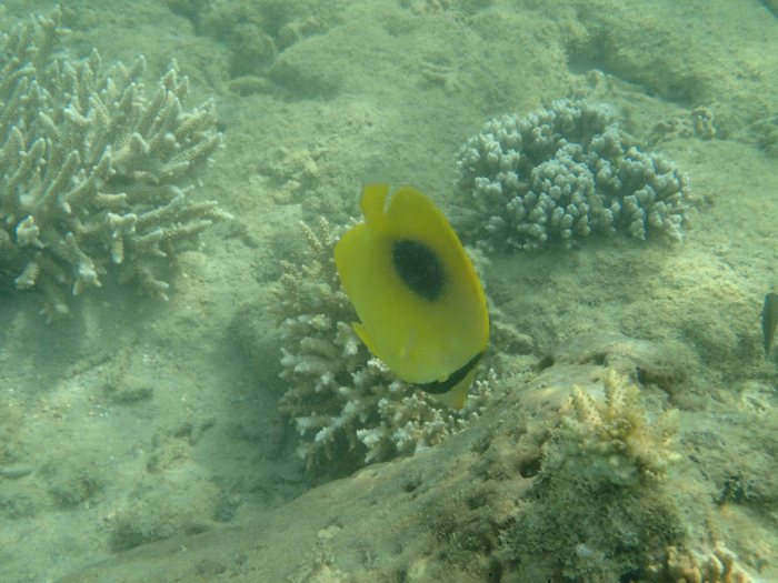 Chaetodon speculum