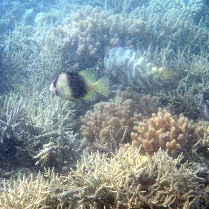 Diploprion bifasciatum