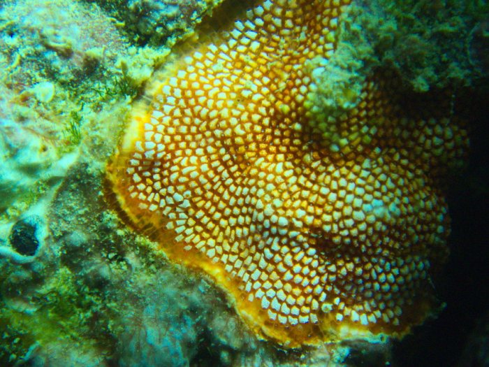 Alcyionidium sp.