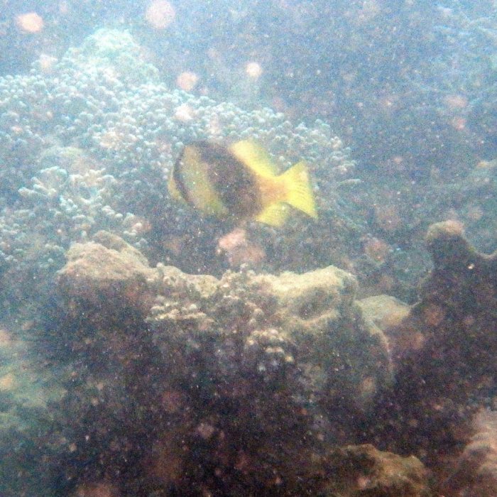 Diploprion bifasciatum