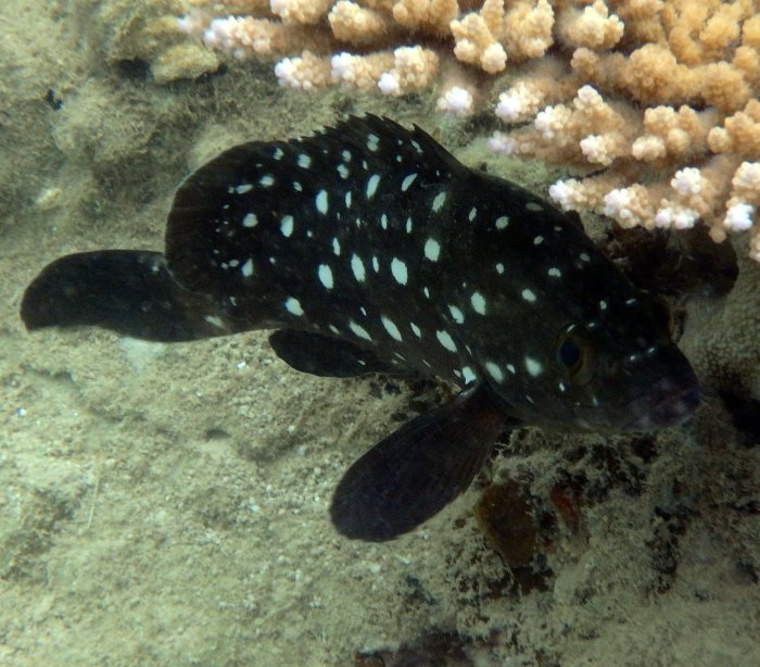 Epinephelus coeruleopunctatus