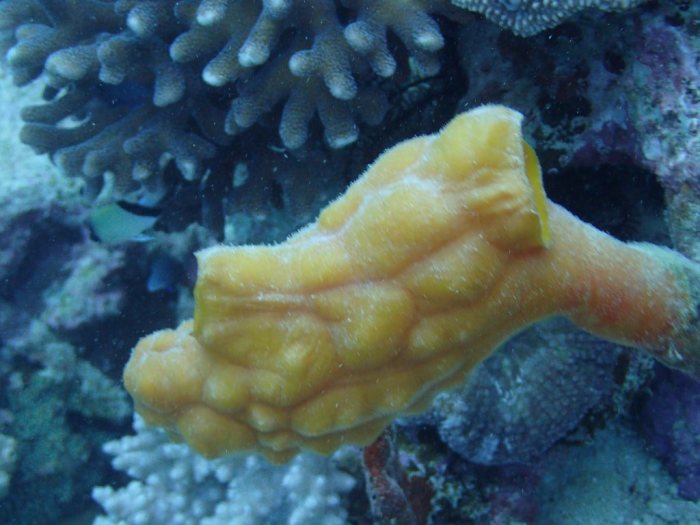 Polycarpa clavata