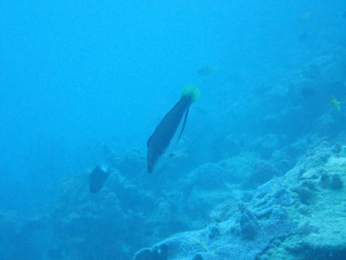 Cirrhilabrus punctatus
