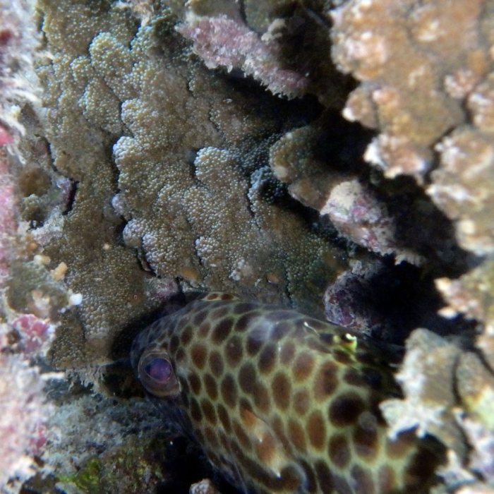 Epinephelus merra