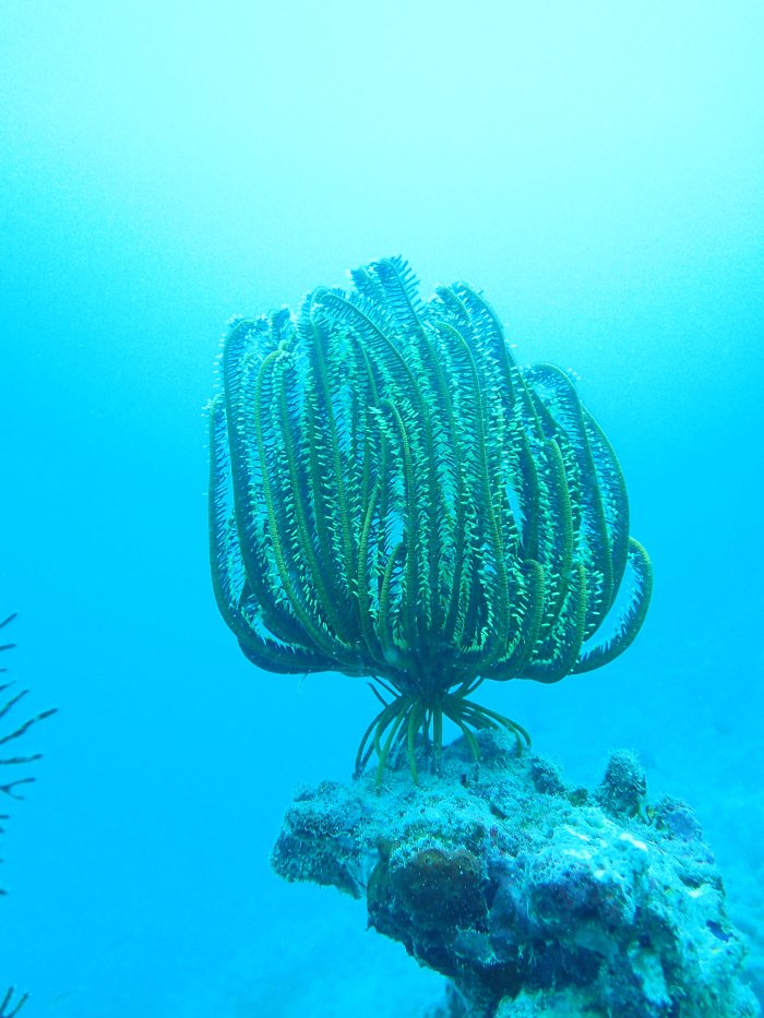 Anneissia (Oxycomanthus) bennetti