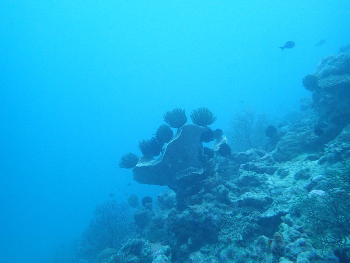 Crinoïde