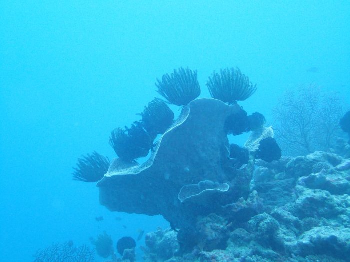 Crinoïde